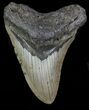 Bargain, Megalodon Tooth - North Carolina #66440-1
